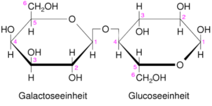 Zwei Ringstrukturen: Galactose- und Glucoseeinheit mit OH-Gruppen und nummerierten Kohlenstoffatomen
